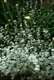 Helichrysum petiolare RCP7-2013 51.JPG